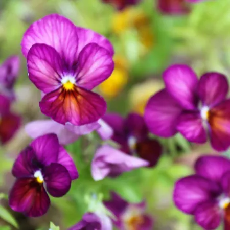 Leitrim Quay - Riverside 6 Vakantiehuis County Leitrim