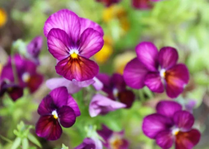 Leitrim Quay - Riverside 6 Nyaraló County Leitrim